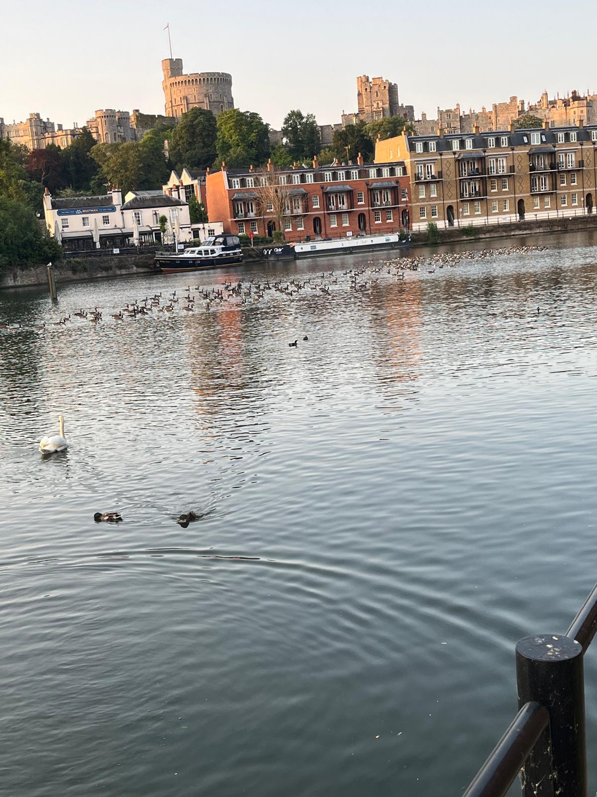 Hundreds of Canadian geese in the background