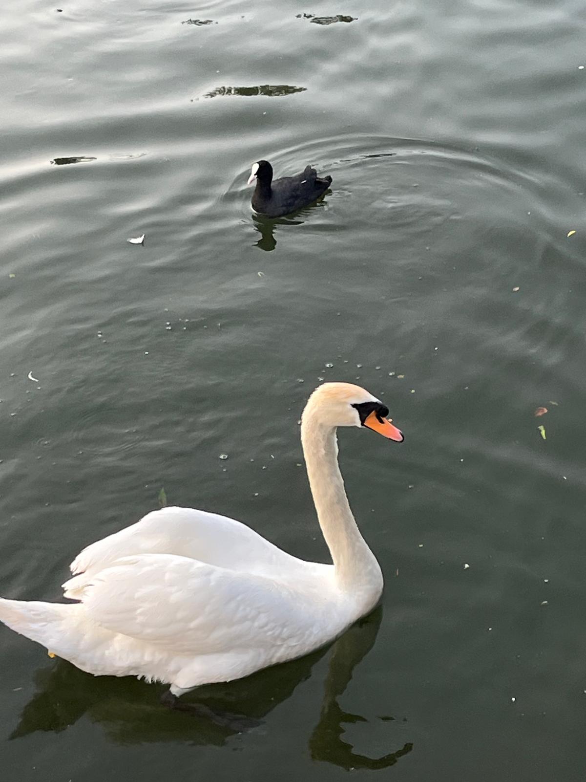 A white swan and a coot