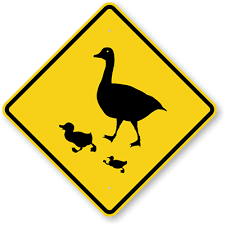 geese-crossing