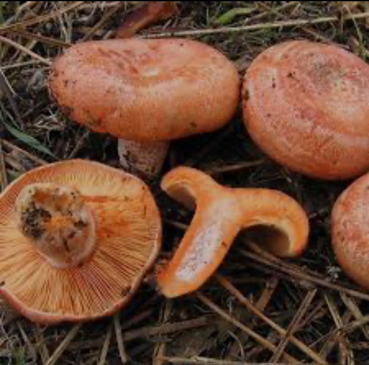 Lactarius deliciosus