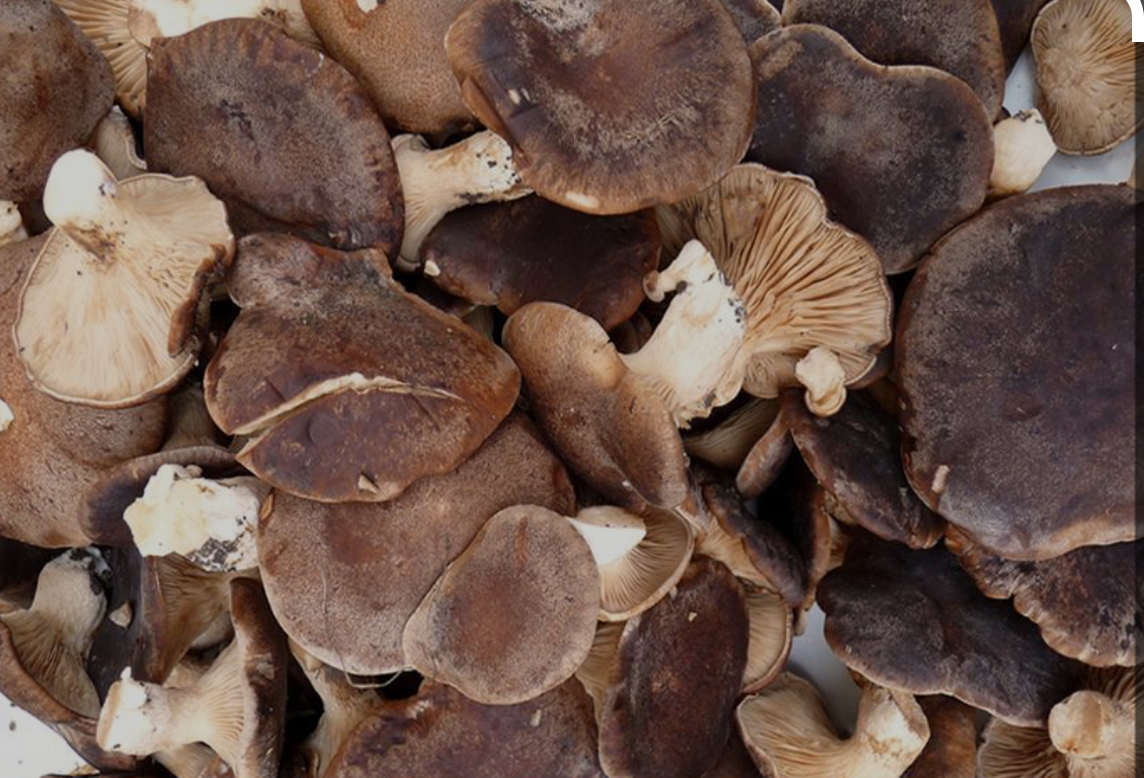 Pleurotus eryngii