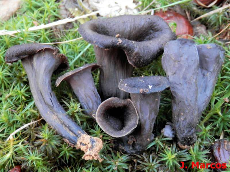 Craterellus cornucopioides