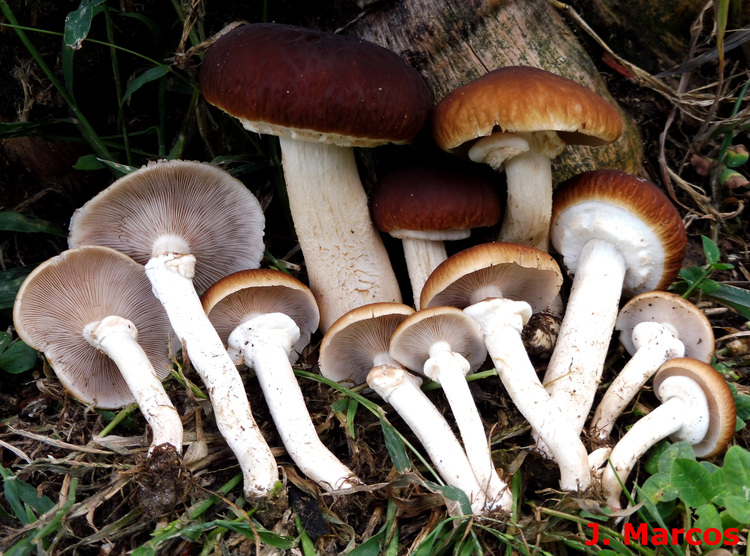 Agrocybe aegerita