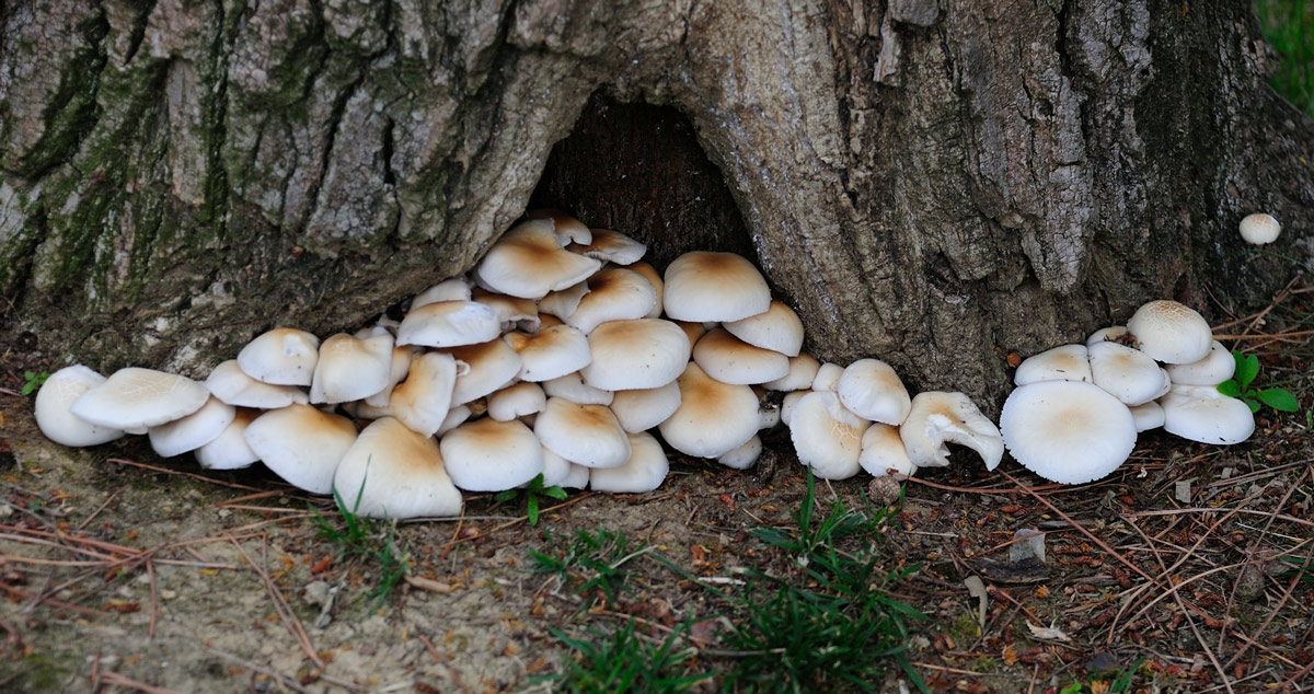 Agrocybe aegerita