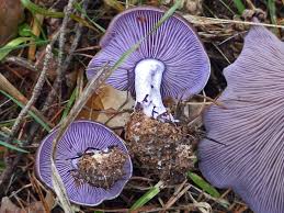 Lepista nuda