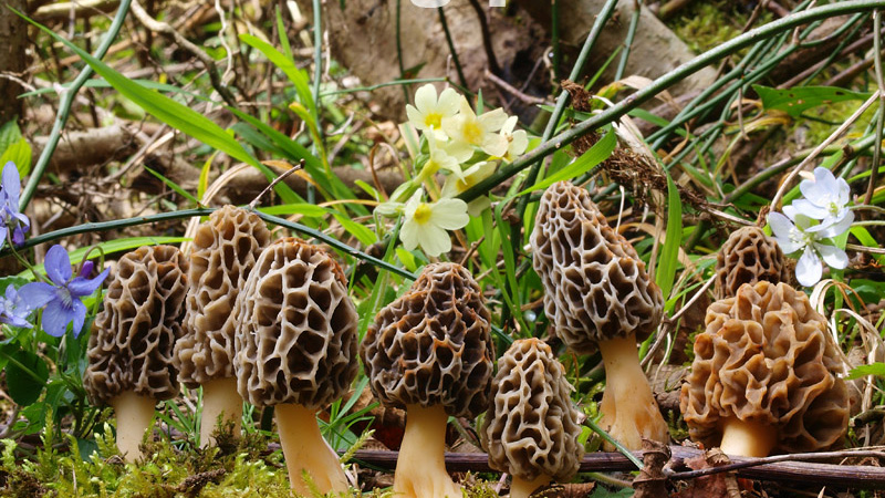 Morchella sp.