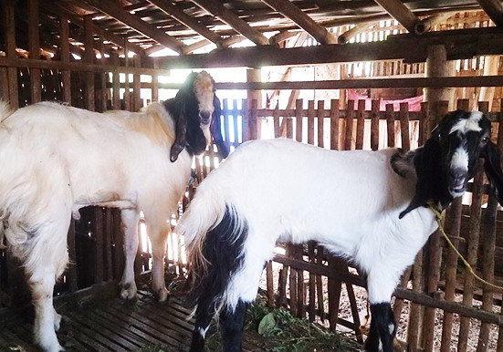5 Cara Ternak Kambing Sukses Dan Menguntungkan - Herbatani
