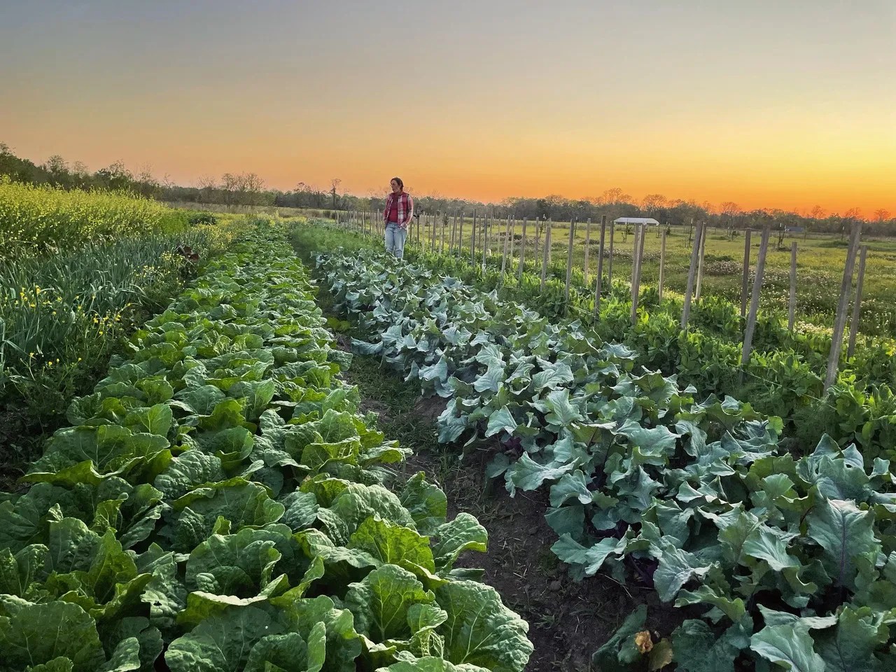 Farms - Herbsaint, New Orleans