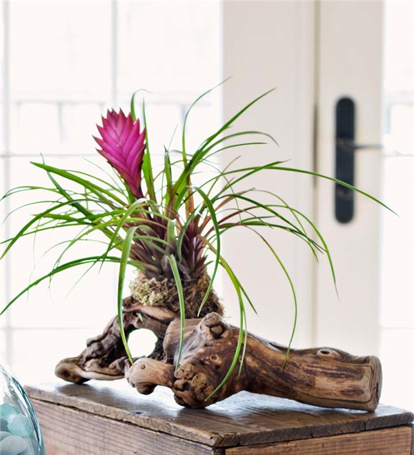 getDynamicImage.aspx