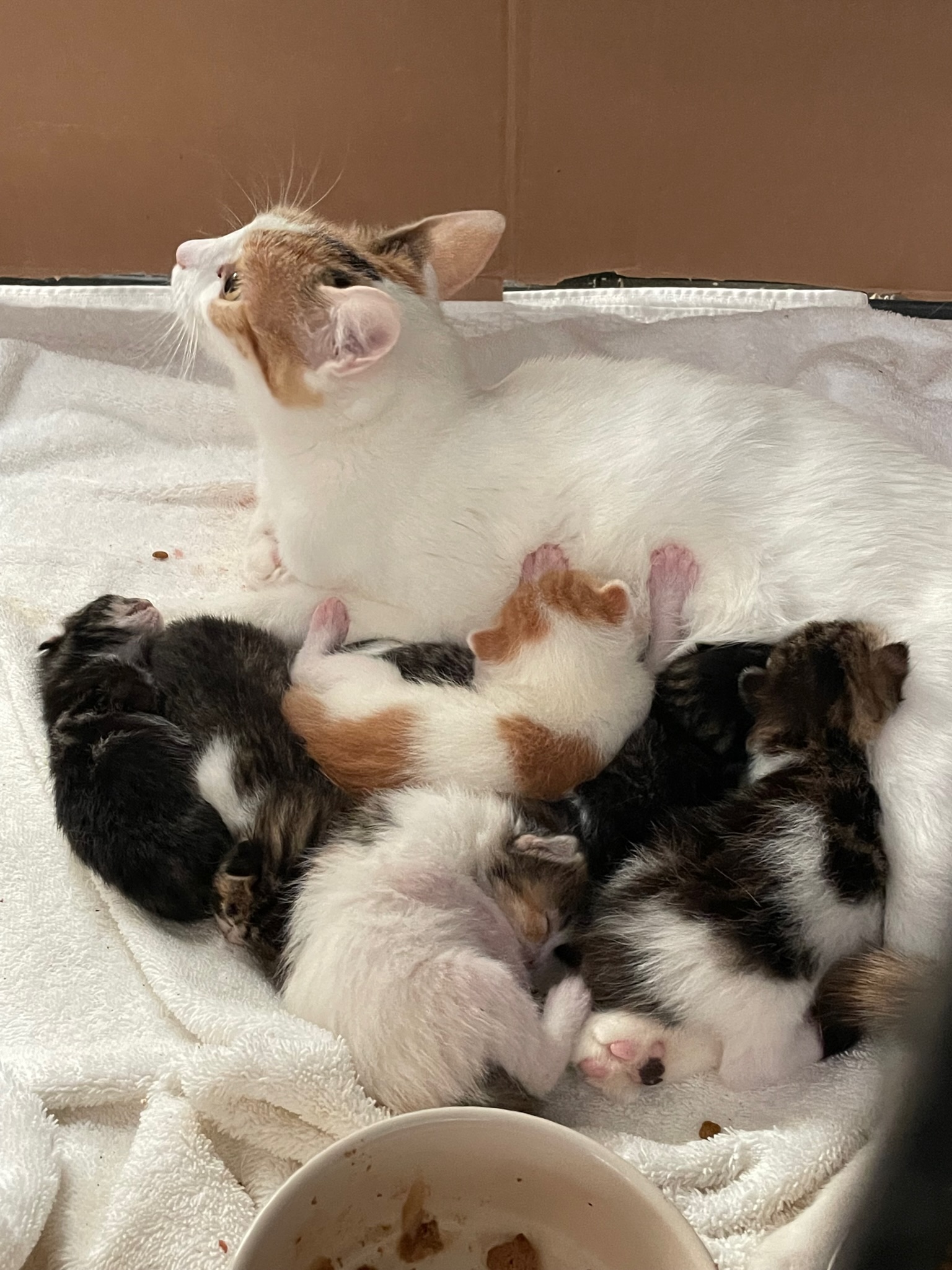 Animal Adoption & Rehoming Resources | Northern California