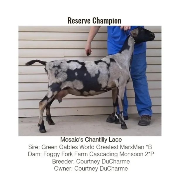 Chantilly Lace Side View