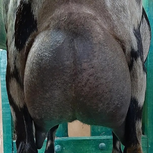 Chantilly Lace Rear Udder