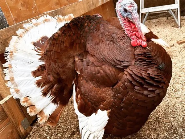 Bourbon Red Turkey Tom