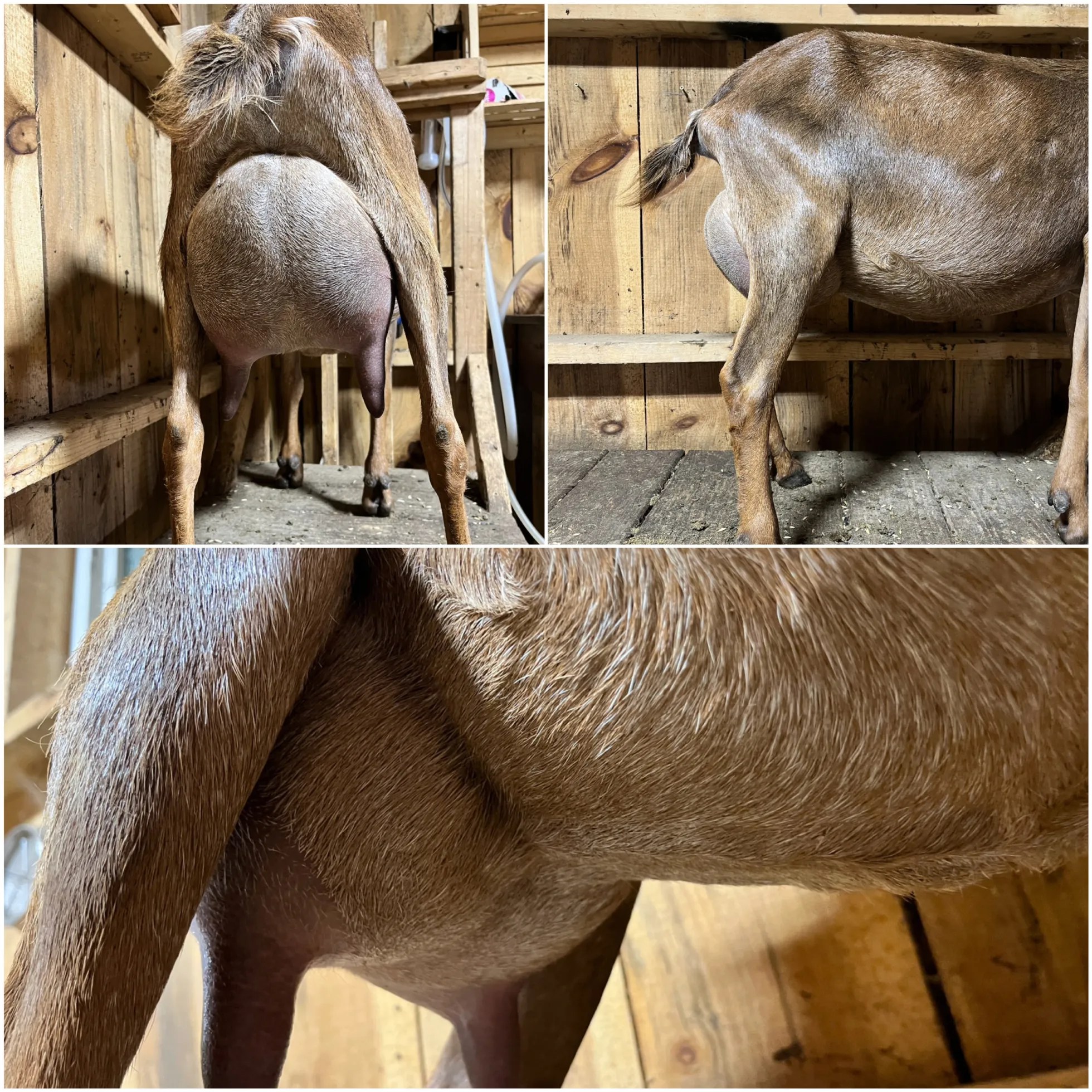 Storybook’s Briar Rose