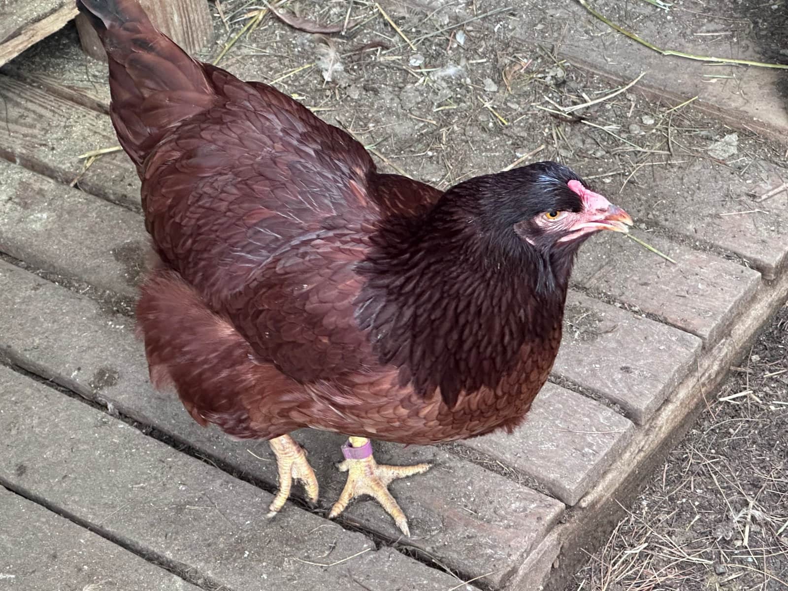 Sent to a pet home - bad coloring