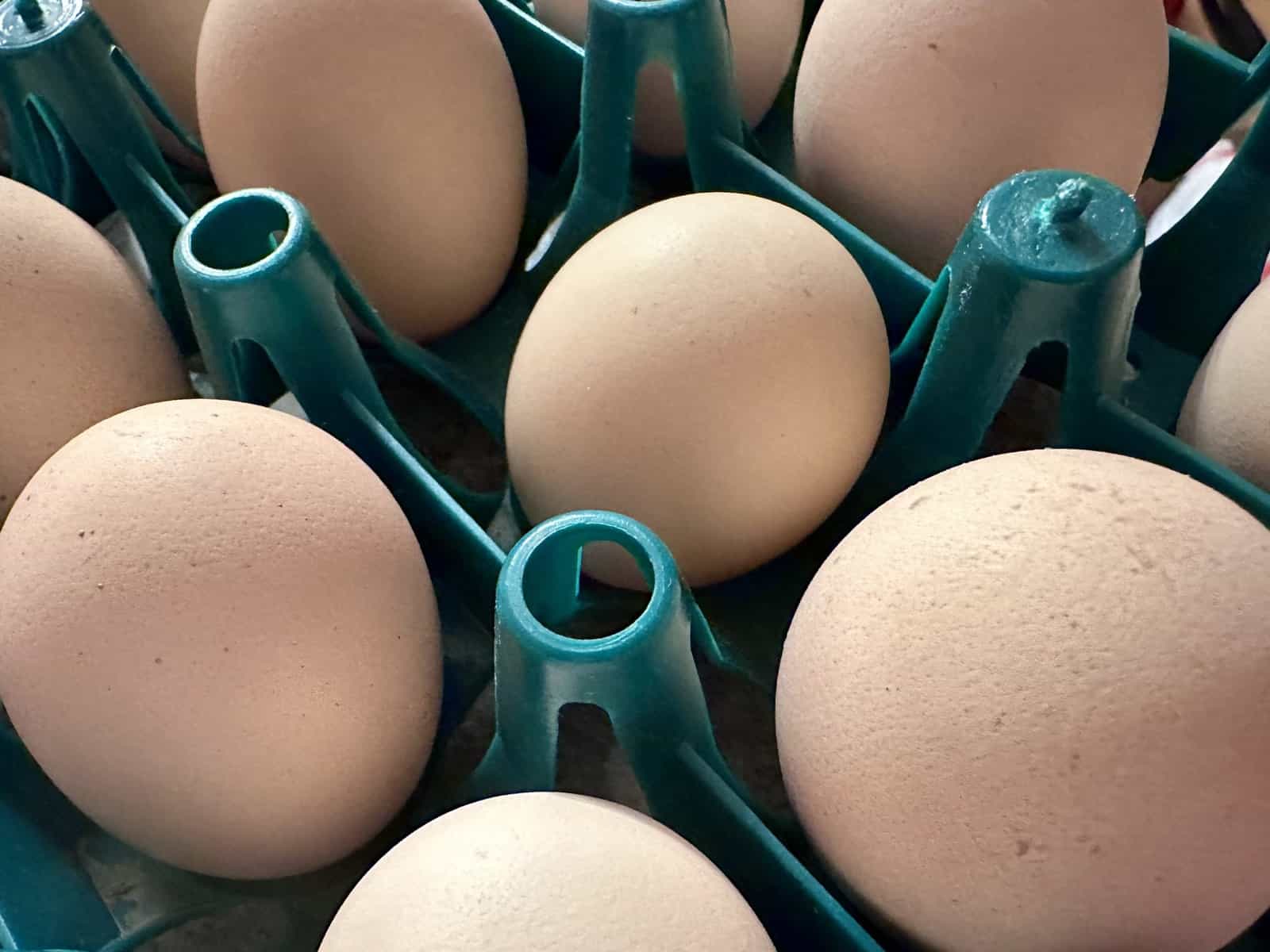 buckeye light brown eggs