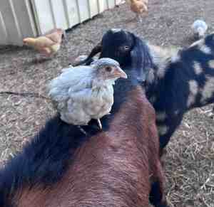 Ameraucana Chickens Self-Blue Ameraucana Chick