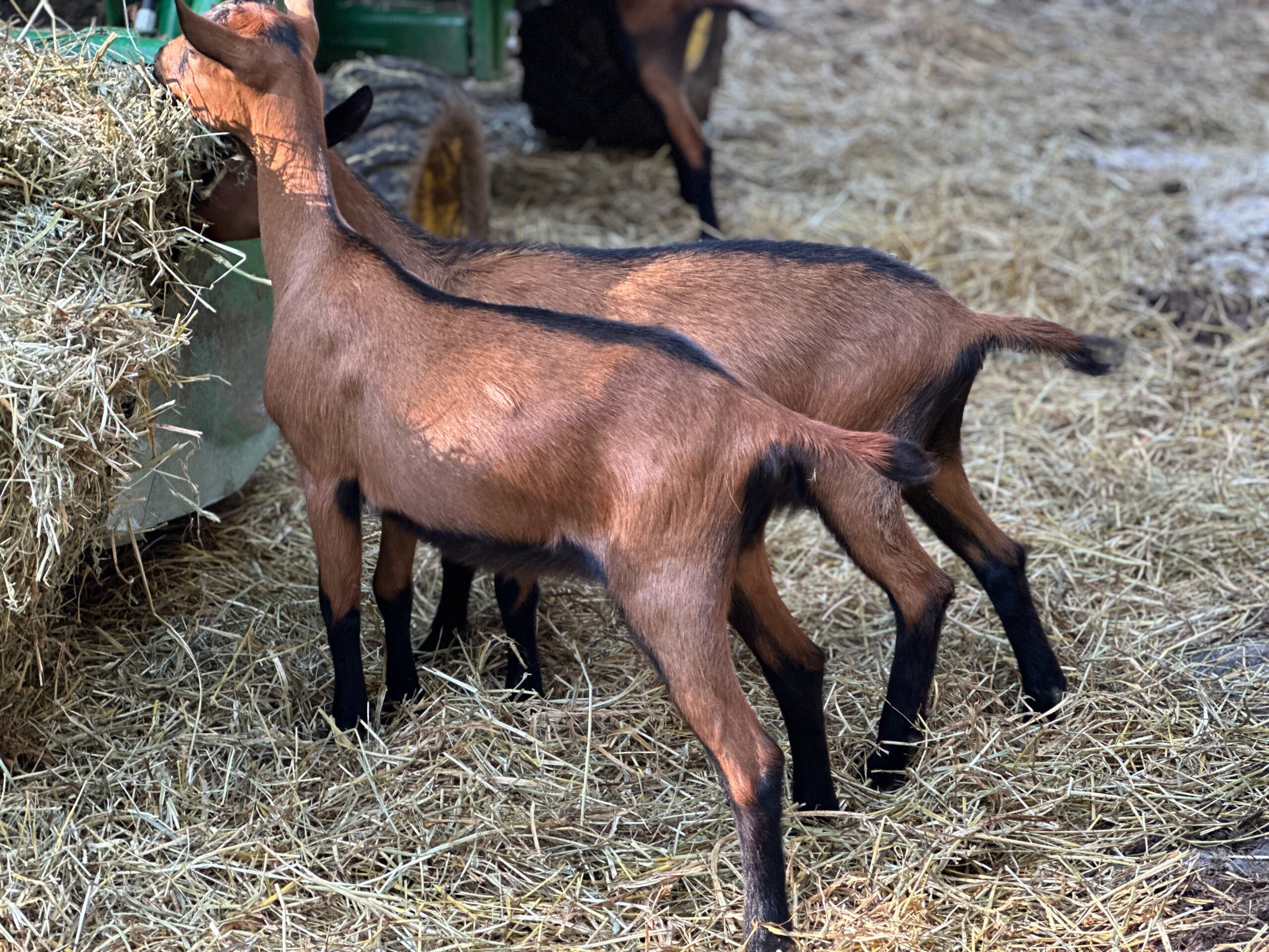 Vanjust GAD Shankara