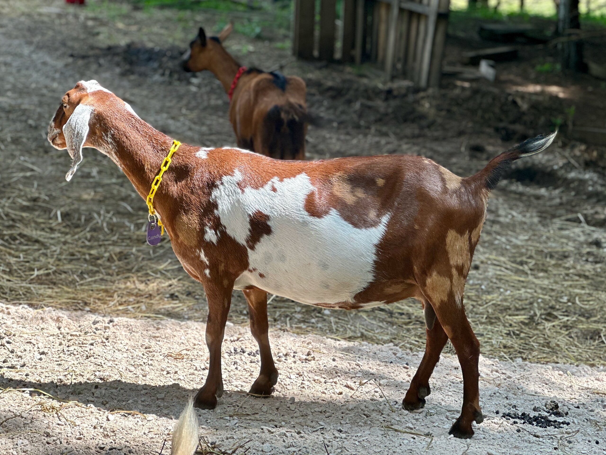Green Gables SOF Penny Candy