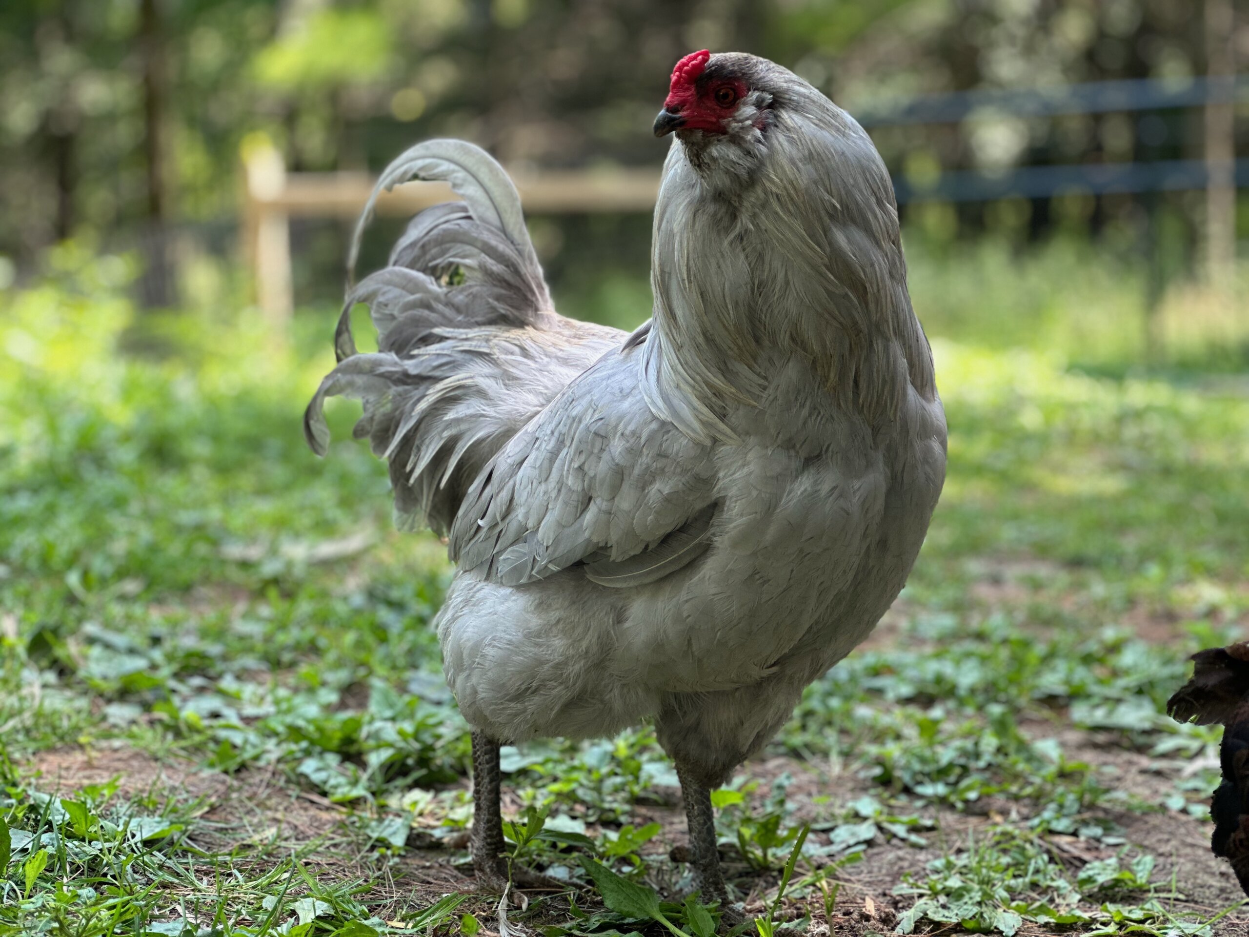 Self-Blue Ameraucana Rooster