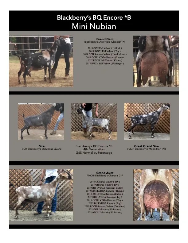 Encore Ad at Blue Mountain