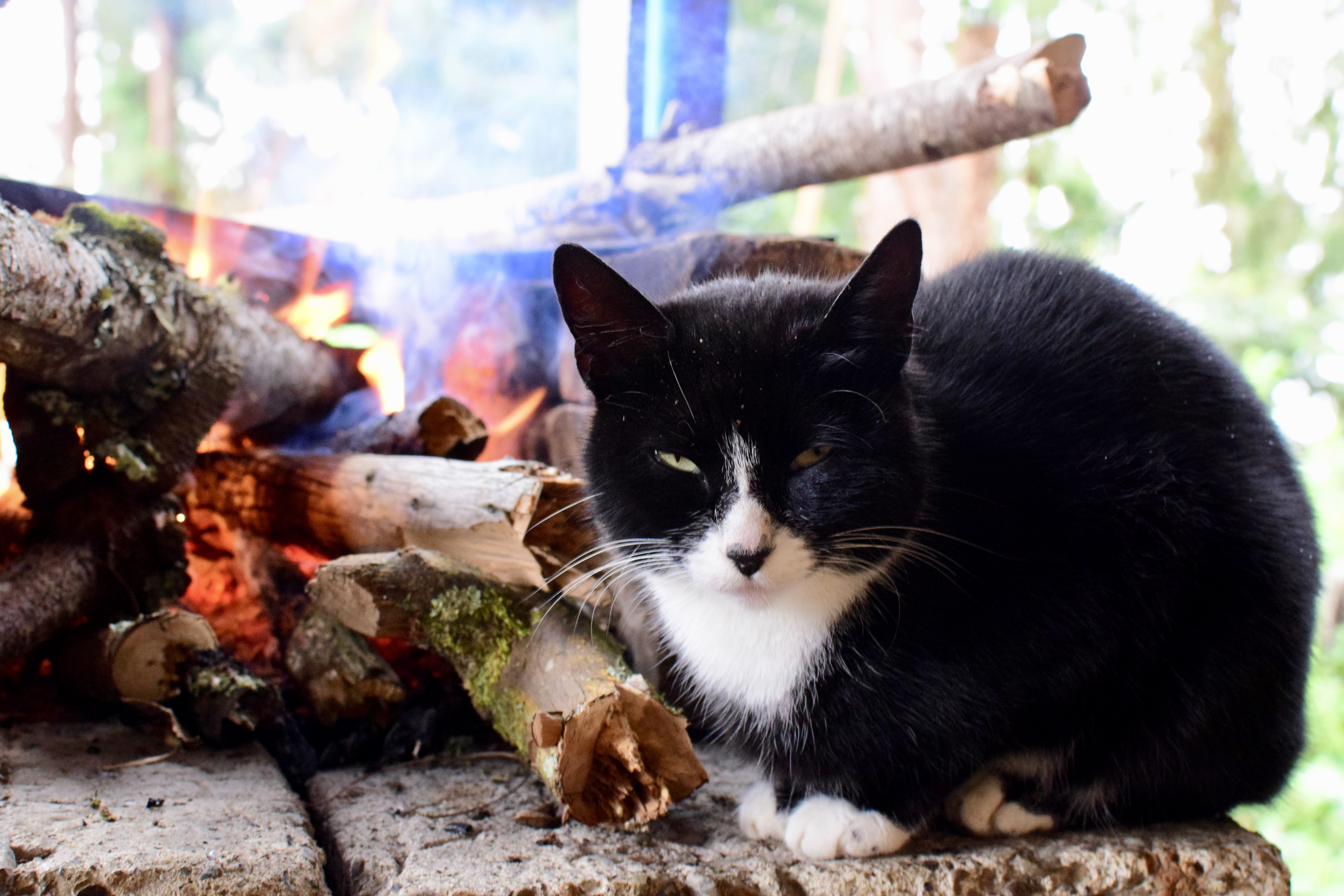 Moncho's cat warming up right next to the fire.