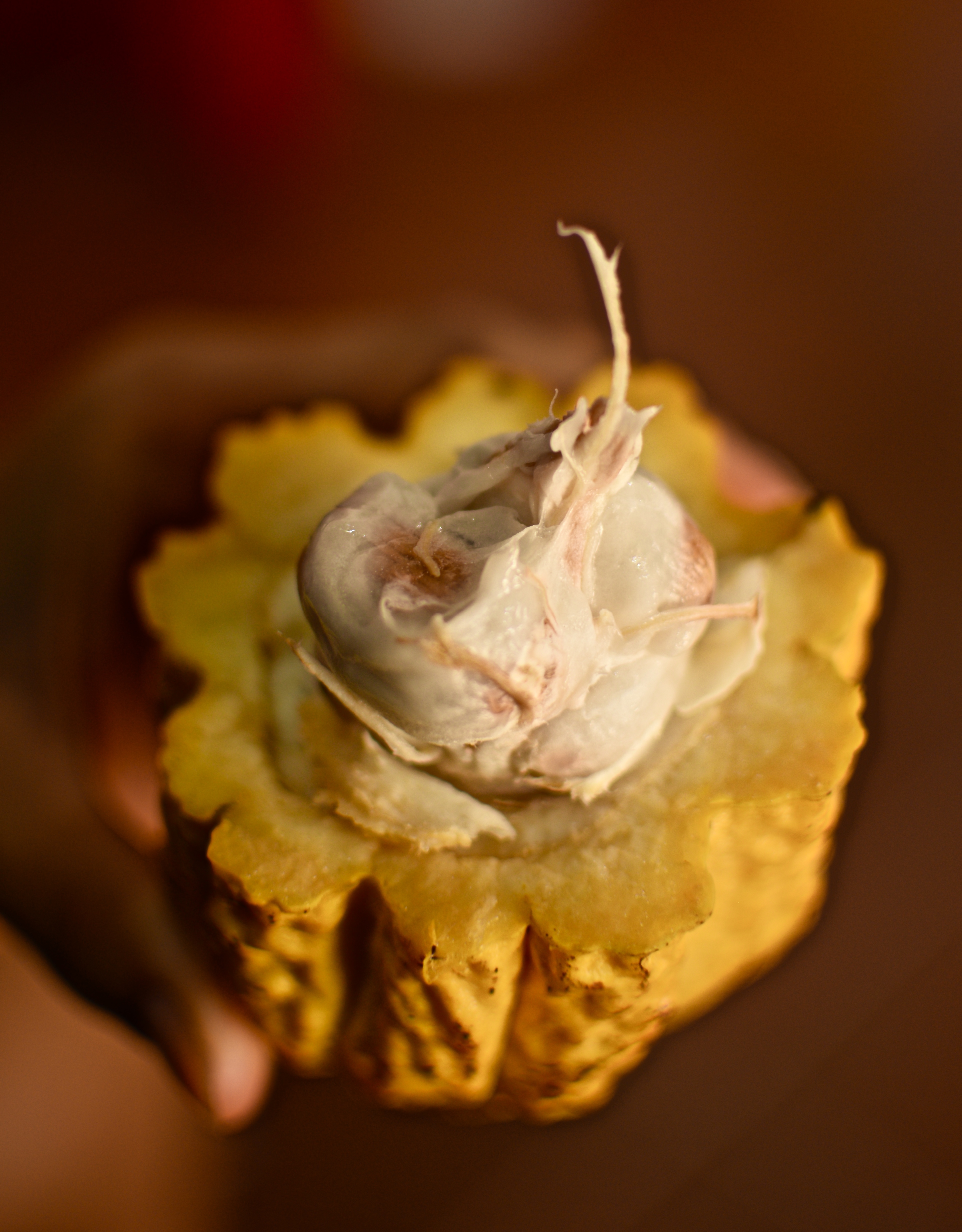 The cacao fruit split open with gooey seeds ready to be roasted.