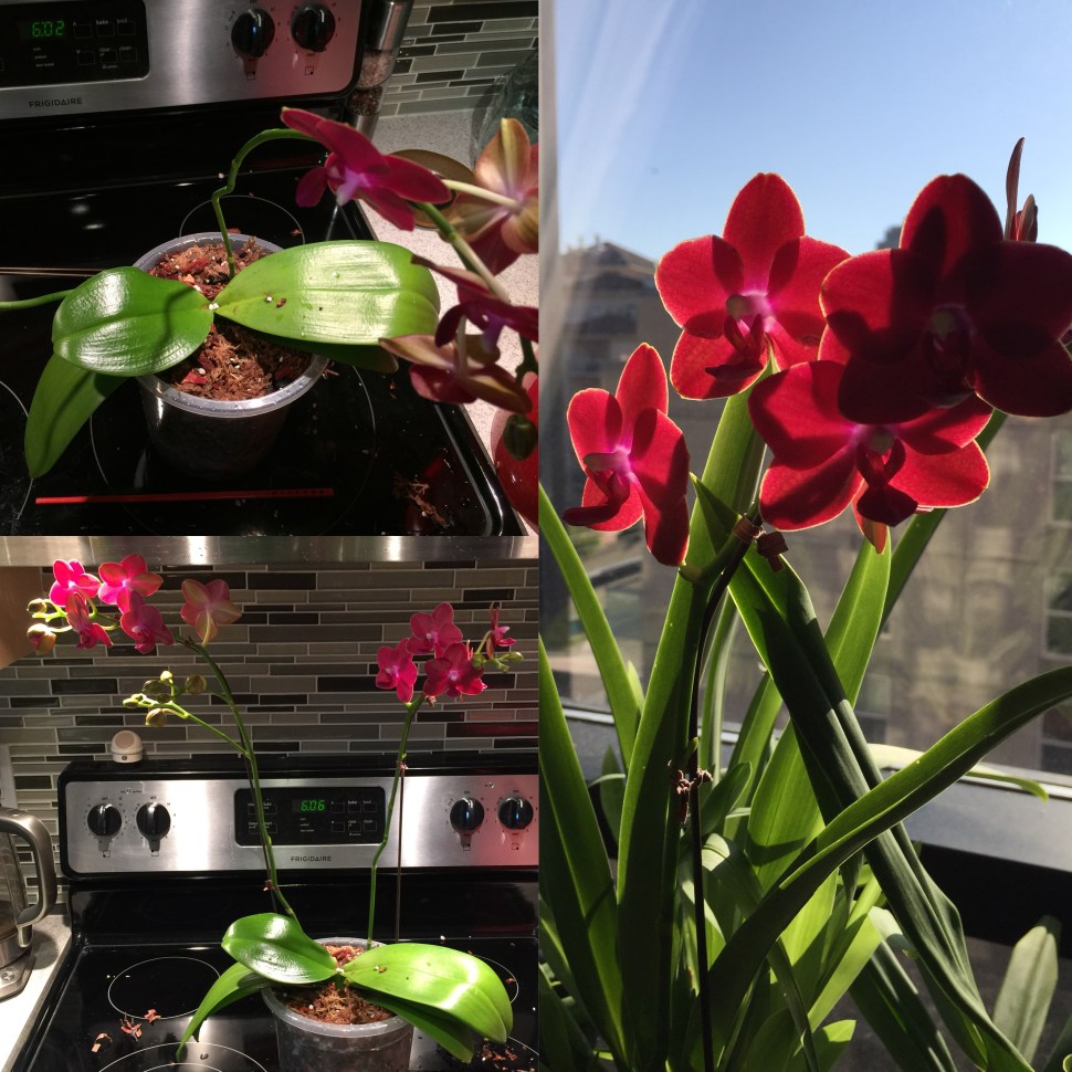 Phalaenopsis Care, Culture and Tips to Keep Your Orchid Reblooming