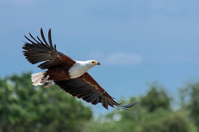 Best Bird-Watching Spots in Kenya