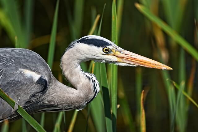 Best Bird-Watching Spots in Kenya