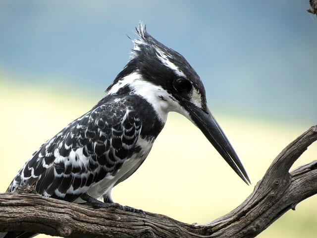 Best Bird-Watching Spots in Kenya