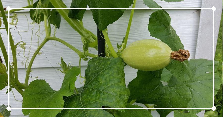 Squash growing up a wall - a common sight when growing squash in containers