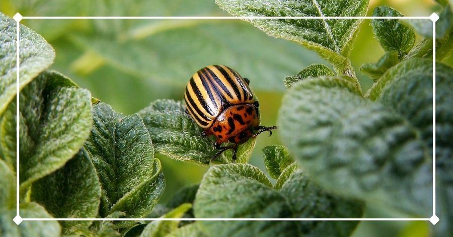 Potato bug (beetle) on potato leaf