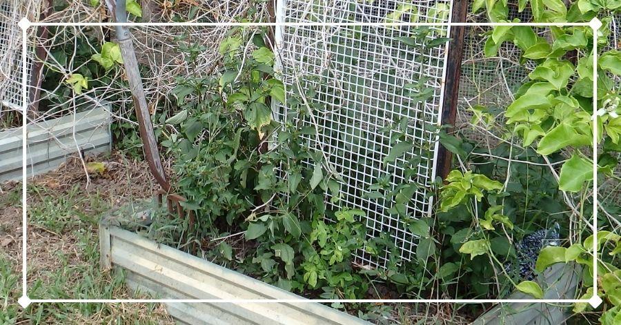 Weeds growing in raised beds