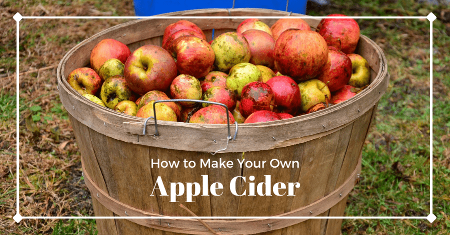 A bushel of fresh apples