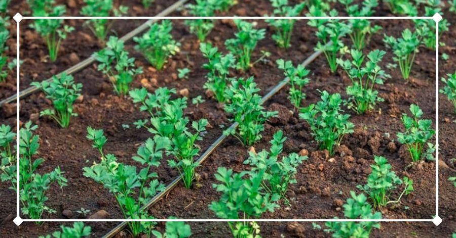 Celery in a garden with drip irrigation, a way to water plants automatically