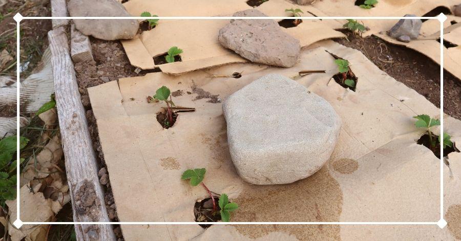 Cardboard as a weed barrier around young strawberry plants in the garden