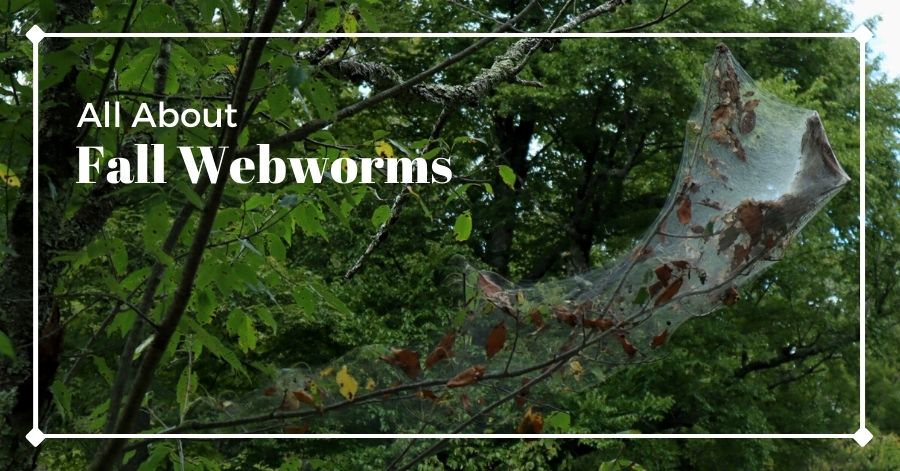 Fall webworm web in a tree