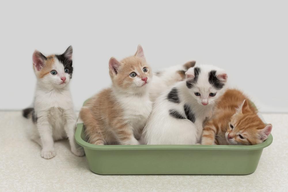 Both have provided services and companionship to humans for many centuries. How Many Kittens Are In A Litter? What To Expect When Your