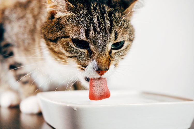 Get a great no spill cat water bowl for your kitty!