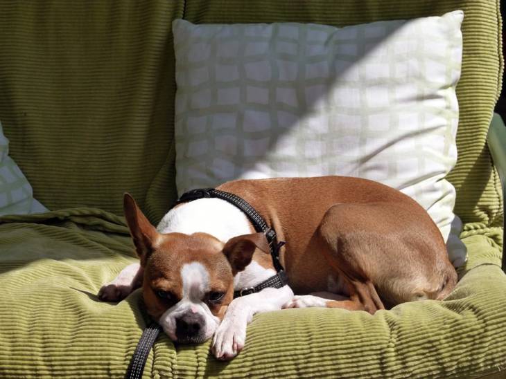 Herkömmliche reiniger gelangen also nicht an die tiefer gelegenen stellen, es sei denn, man flutet das sofa oder weicht den teppich komplett ein. The Best Couch Potato Dogs (Lazy Lumps of Love)