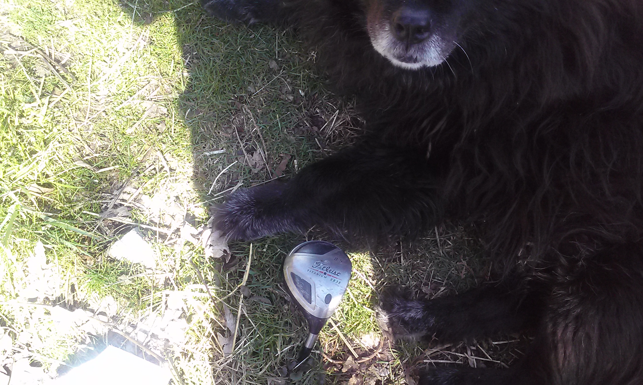 A Herkimer Howdy -Titanium Golf Club Hurled at Dog