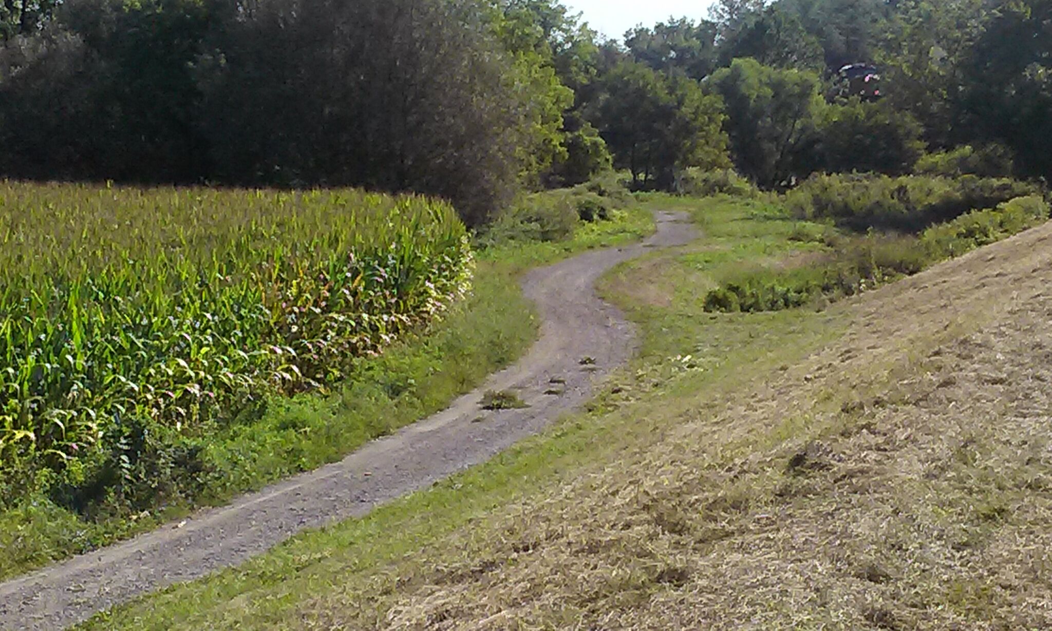 Herkimer's cornfield road