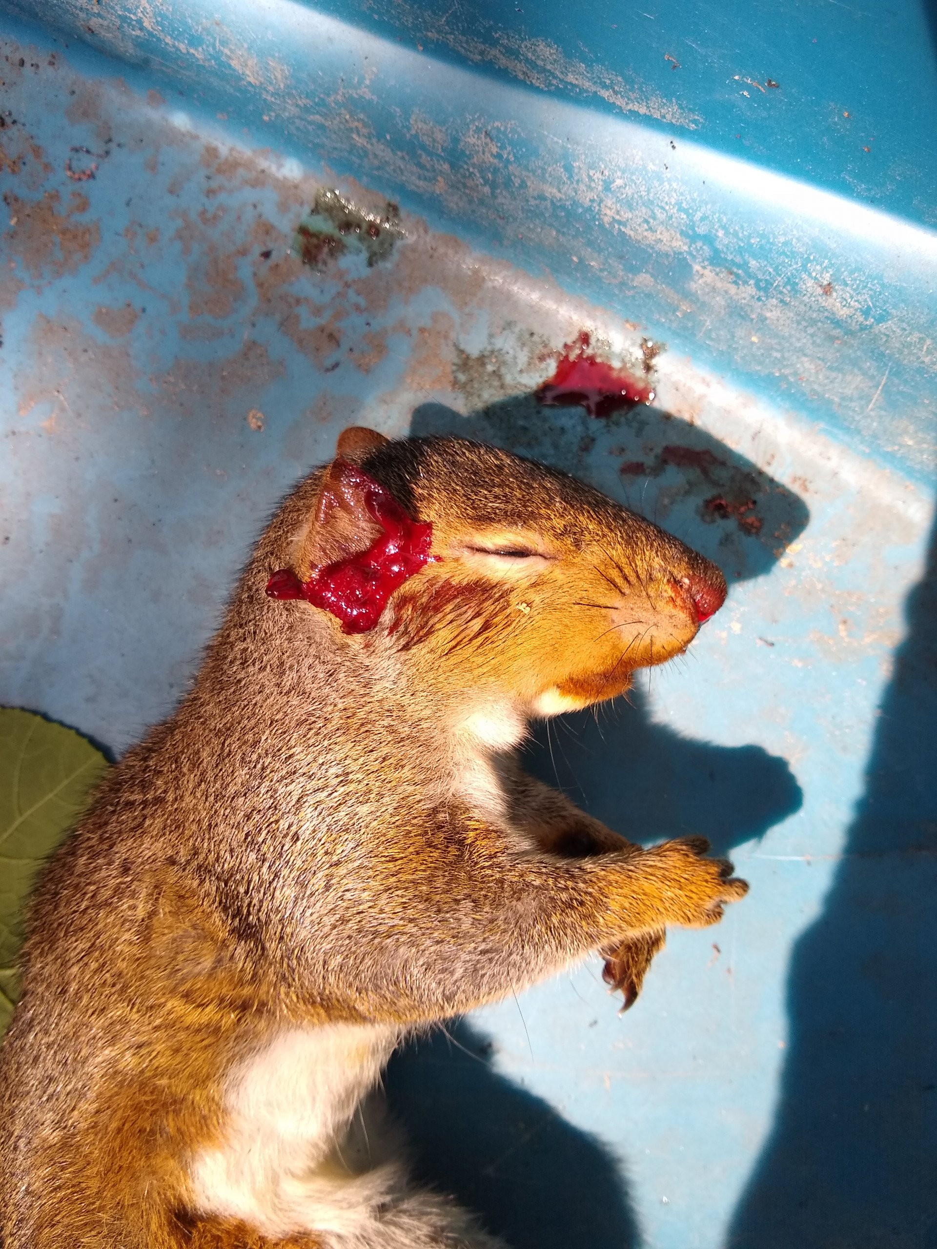 A sad small death in Herkimer: a handsome young squirrel killed by local gang filth and dumped in our driveway.