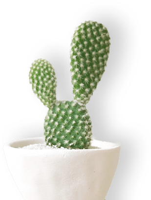 Small cactus in white pot