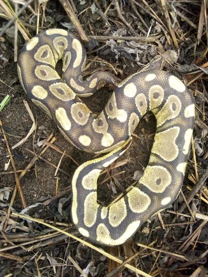 Reptile Wiki featured image