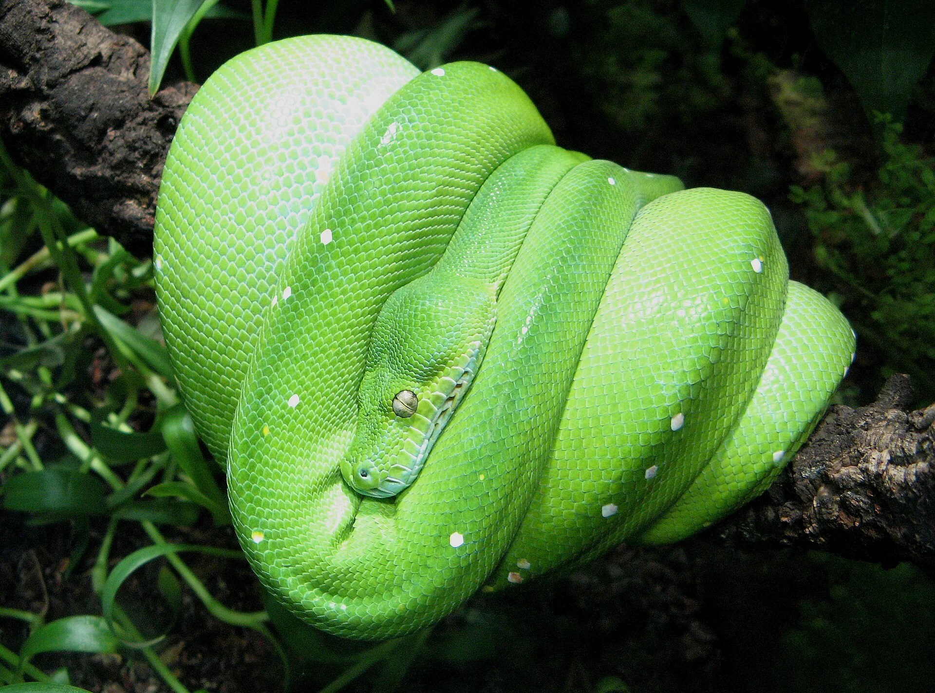 Reptile Wiki featured image