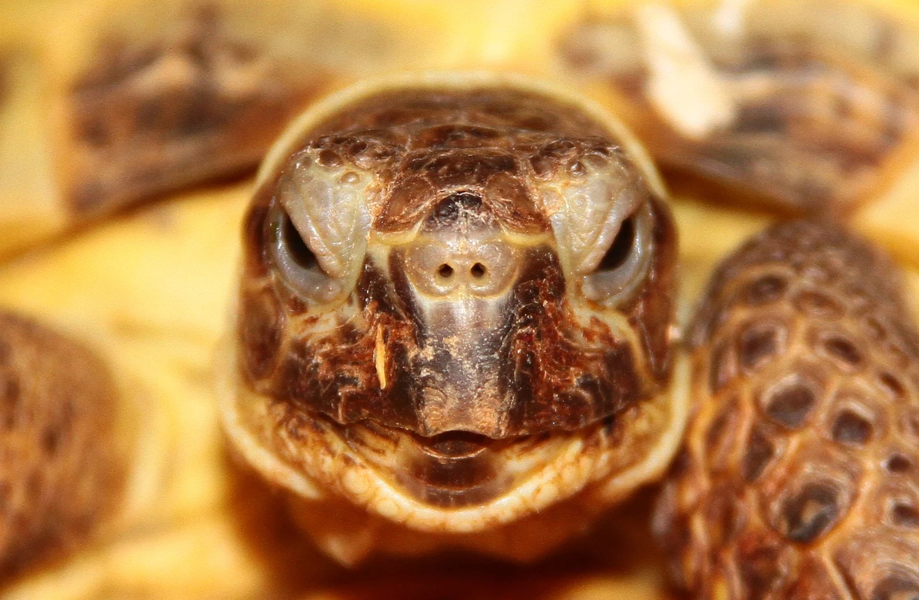 Reptile Wiki featured image