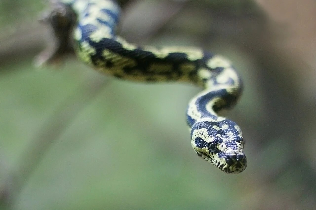 Carpet Python Care Guide: Enclosure, Temperature, Humidity, Feeding, and Safety featured image