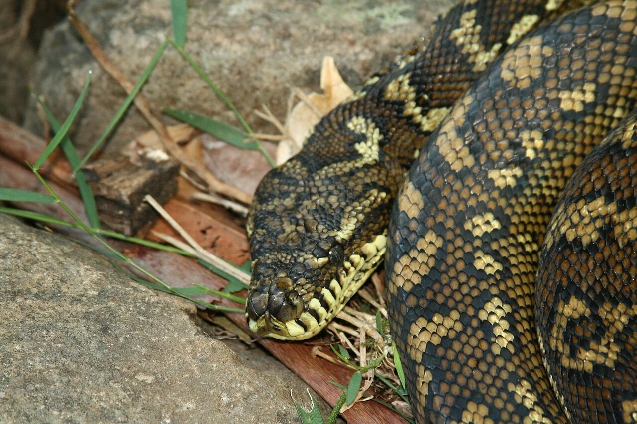 Reptile Wiki featured image